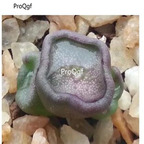 250usd Ngryise 50pcs Conophytum cubicum locality seed