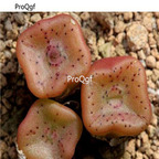 250usd Ngryise 50pcs cubicum Eeksteenfontein seed