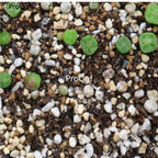 250usd Ngryise 50pcs cubicum M.1410.654 seed