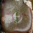 250usd Ngryise 50pcs cubicum MG1415 seed