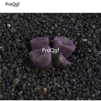 250usd Ngryise 50pcs cubicum PAV S.N seed