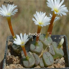 250usd Ngryise 50pcs cubicum Pavelka seed