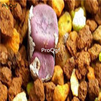 250usd Ngryise 50pcs cubicum x fragile red face seed