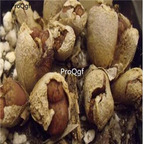 250usd Ngryise 50pcs cupreatum Aasvoelkop seed