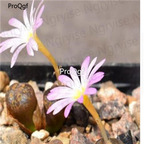 250usd Ngryise 50pcs cupreatum LAV30215 seed