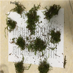 39usd Ngryise 10pcs feather moss plant