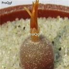 250usd Ngryise 50pcs depressum cr1563 seed