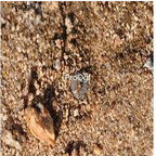 250usd Ngryise 50pcs depressum PKM53 seed