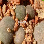 250usd Ngryise 50pcs depressum ry 1806 seed