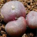 250usd Ngryise 50pcs depressum SB1612 seed