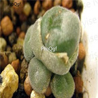 250usd Ngryise 50pcs Depressum ssp. Perdurans seed