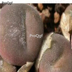 250usd Ngryise 50pcs depressum subsp.perdurans mg.1411.15 seed