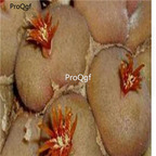 250usd Ngryise 50pcs depressum ts 458 seed