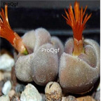 250usd Ngryise 50pcs perdurans CR 1563 seed