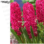 dark red 15usd Ngryise 5pcs Hyacinthus orientalis Bulb