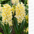 15usd yellow Ngryise 5pcs Hyacinthus orientalis Bulb