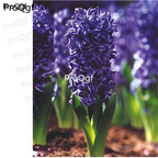 15usd dark blue Ngryise 5pcs Hyacinthus orientalis Bulb