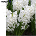 15usd white Ngryise 5pcs Hyacinthus orientalis Bulb