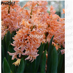15usd champagne  Ngryise 5pcs Hyacinthus orientalis Bulb