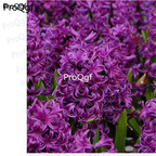 15usd dark purple Ngryise 5pcs Hyacinthus orientalis Bulb