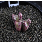 250usd Ngryise 50pcs luckhoffii ARM 46B seed