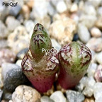 250usd Ngryise 50pcs luckhoffii ARM 460B seed