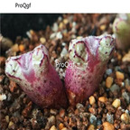 250usd Ngryise 50pcs luckhoffii ARM.428 seed