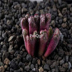 250usd Ngryise 50pcs luckhoffii ARM1052 seed