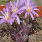 250usd Ngryise 50pcs luckhoffii edwardsiae seed