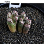 250usd Ngryise 50pcs luckhoffii engel purto seed