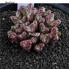 250usd Ngryise 50pcs luckhoffii EVJ 8226 seed