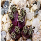 250usd Ngryise 50pcs luckhoffii EVJ8266 seed