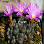 250usd Ngryise 50pcs luckhoffii Grasberg seed