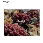 250usd Ngryise 50pcs luckhoffii Kokfontein seed