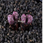 250usd Ngryise 50pcs luckhoffii red line seed