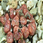 250usd Ngryise 50pcs luckhoffii RR907 seed