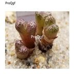 250usd Ngryise 50pcs Luckhoffii SB1208 seed