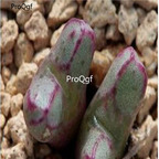 250usd Ngryise 50pcs luckhoffii SH500 seed