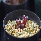 250usd Ngryise 50pcs luckhoffii ts seed