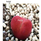 250usd Ngryise 50pcs maughanii 1430.5 seed