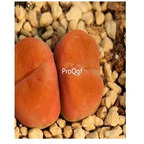 250usd Ngryise 50pcs maughanii 1801 seed