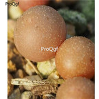 250usd Ngryise 50pcs maughanii latum SB.1495 seed