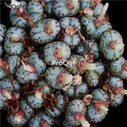 250usd Ngryise 50pcs Obcordellum Lambertense SB626 seed