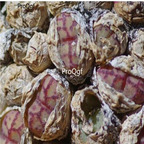 250usd Ngryise 50pcs obcordellum lambertense Strandfontein seed