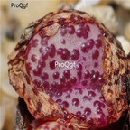 250usd Ngryise 50pcs obcordellum Leipoldt's Grave seed