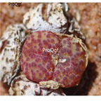 250usd Ngryise 50pcs obcordellum multicolor Heerenlogementsberg seed