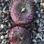 250usd Ngryise 50pcs obcordellum multicolor Z74 seed