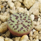 250usd Ngryise 50pcs obcordellum mundum Kantoorshoek seed
