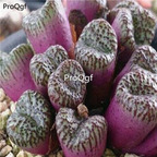 250usd Ngryise 50pcs obcordellum mundum seed