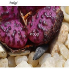 250usd Ngryise 50pcs obcordellum Pakhuis Pass seed